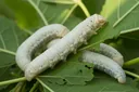 Striking Facts About Silkworms