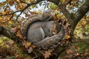 Sleeping and Nesting Habits of Squirrels