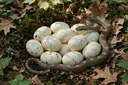 Snake Eggs: Amazing Facts and Easy Identification Tips