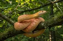 Your Complete Guide to Snake Identification