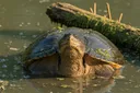 Seriously Intriguing Facts About Snapping Turtles
