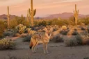 Sonoran Desert Animals