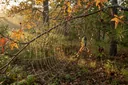 20 Species of Spiders Found in Georgia