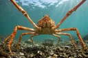 Facts About Spider Crabs That are Insanely Bizarre