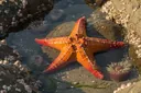 Starfish Facts for Kids