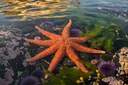 Starfish Habitat: Where Sea Stars Actually Live