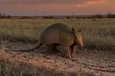 The State Animal of Texas: Facts About the Nine-banded Armadillo