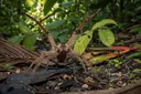 Tiny But Deadly: The World's Most Poisonous Spiders