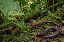 3 Types of Amphibians and Their Distinguishing Features