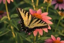 Mesmerizing Facts About the Tiger Swallowtail Butterfly