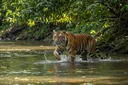 Tiger's Habitat: What do Tigers Eat?
