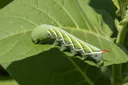 These Facts About Tobacco Hornworms Will Simply Leave You Baffled