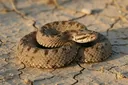 Top 10 Deadliest Snakes That'll Chill You to the Core
