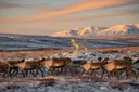 Tundra Animals: Arctic, Antarctic & Alpine Wildlife