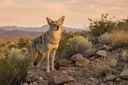 4 Types of Coyotes and Their 19 Subspecies