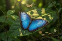 Types of Insects in the Amazon Rainforest