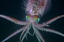 Types of Squids