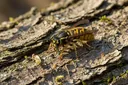 3 Defining Stages in the Life Cycle of Wasps