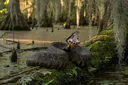 Ways to Identify a Water Moccasin Snake And Tips to Treat its Bite