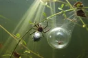 Things You Might Not Know About Water Spiders