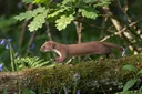 Weasel Facts