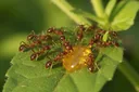 What Do Ants Eat? The Answer Will Shock You