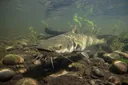 What Do Catfish Eat? The Answer Might Amaze You