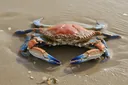 What Do Crabs Eat? Diet, Body, Food & Amazing Crab Facts