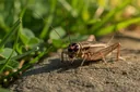 What Do Crickets Eat? The Answer Will Surprise You for Sure