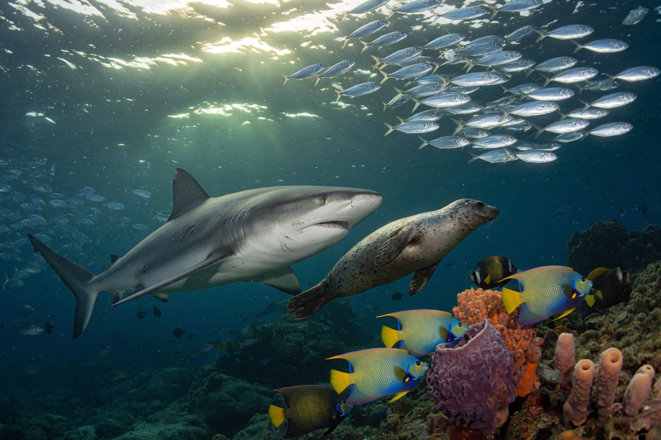 A shark and seal swim near a school of silver fish and colorful angelfish above a coral reef.
