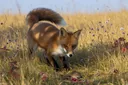 What Do Foxes Eat? Diet, Hunting Habits & Fun Facts