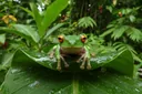 What Do Frogs Eat? The Answer Might Make Your Eyes Boggle