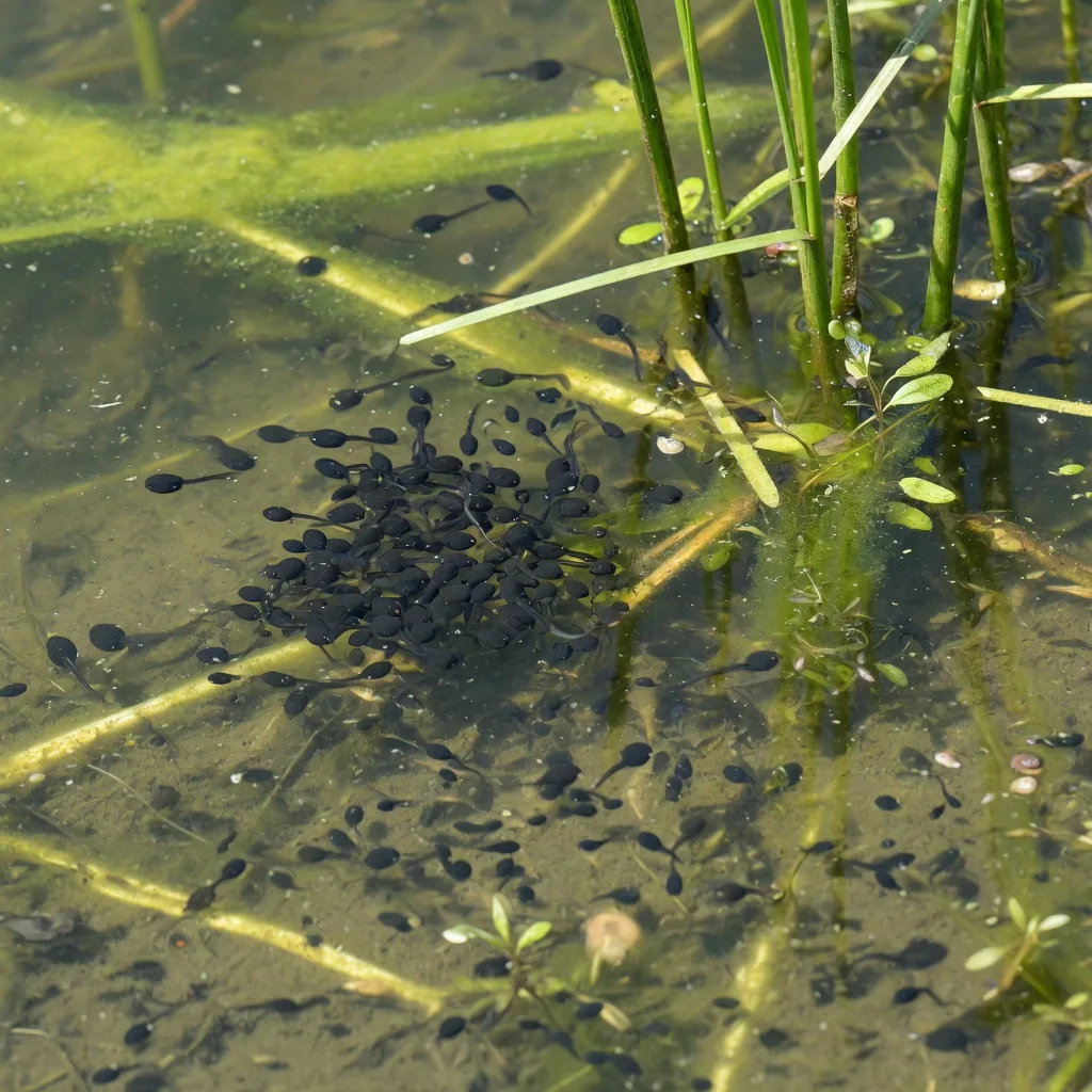 Tadpoles swimming among aquatic plants in a pond, feeding on algae