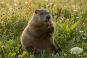 What Do Groundhogs Eat? Not What You Thought