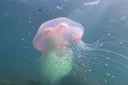 What Do Jellyfish Eat? Diet, Hunting & Prey