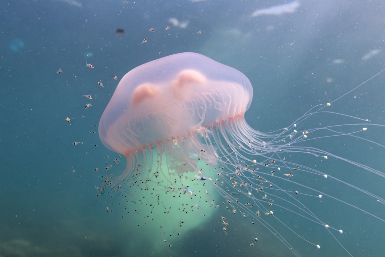 A pink jellyfish drifts through blue water surrounded by tiny plankton and small fish.