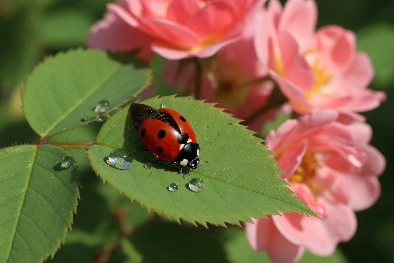 A red ladybug with black spots rests on a green leaf with water droplets near pink flowers.