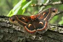 What Do Moths Eat? You'll Be Amazed to Know