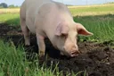 What Do Pigs Eat? Diet Patterns of These Omnivores