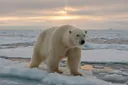 What Do Polar Bears Eat? Well, It's Not What You Thought