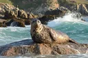 What Do Seals Eat? Diet and Food Habits Explained