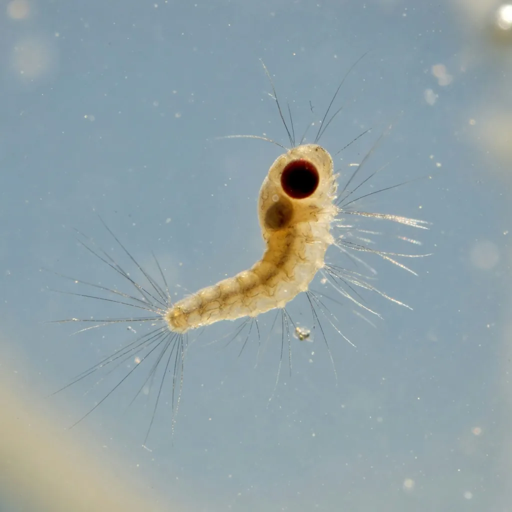Tiny shrimp nauplii larvae floating in clear water, barely 1 mm long with dark eyes visible