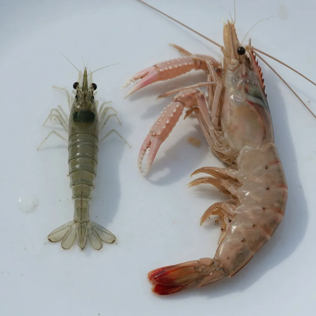 A shrimp and a prawn photographed side by side on white background, showing differences in body segments and claw size