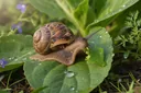 What Do Snails Eat? Leaves Are Their Best Friends, Perhaps!
