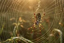 What Do Spiders Eat? You Just Can't Guess It!