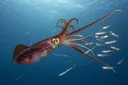 What Do Squid Eat? The Diet of One of the Ocean's Deadliest Hunters