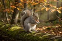 What Do Squirrels Eat?