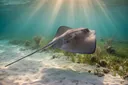 What Do Stingrays Eat? Find Out Here
