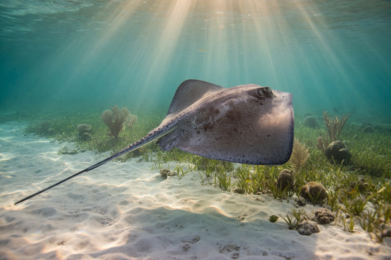 A stingray glides over a sandy ocean floor with seagrass as sunlight shines through the water.