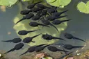 What Do Tadpoles Eat?